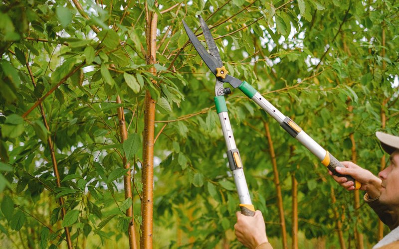 Tree trimming in Ogden, KS