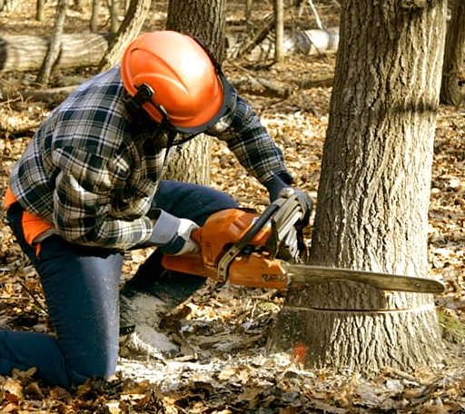 Tree Removal in Ogden, KS